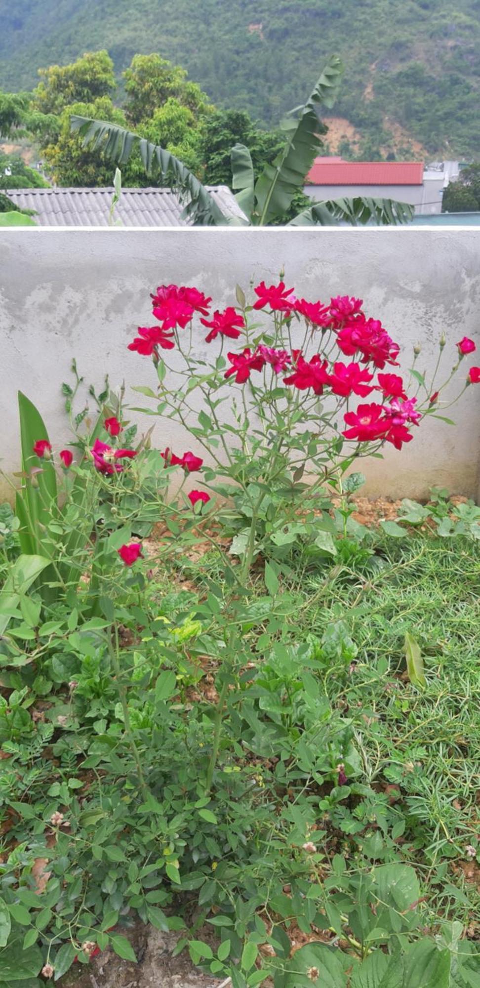 Yen Minh Milk Milk Homestay חדר תמונה